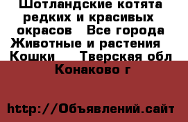 Шотландские котята редких и красивых  окрасов - Все города Животные и растения » Кошки   . Тверская обл.,Конаково г.